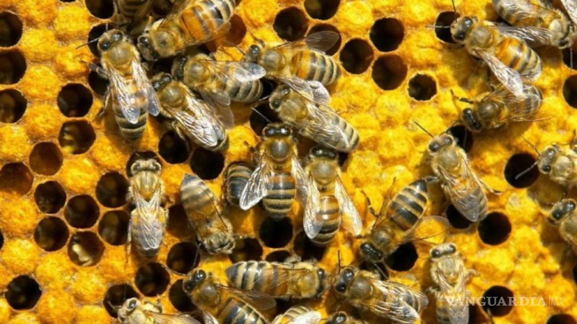 Pide Ramírez Marín declaratoria de emergencia ante peligro de extinción de abejas