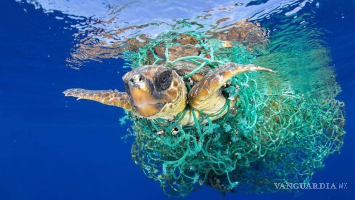 $!Las fotos ganadoras del World Press Photo 2017