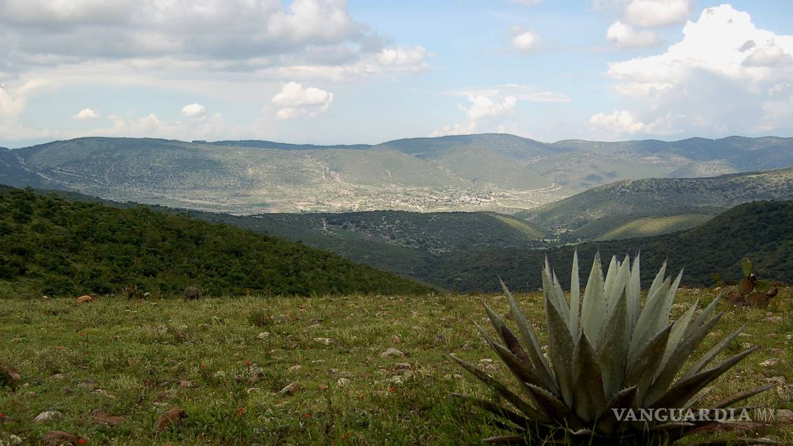 $!Agave de tequila ayuda a contrarrestar la osteoporosis: estudio