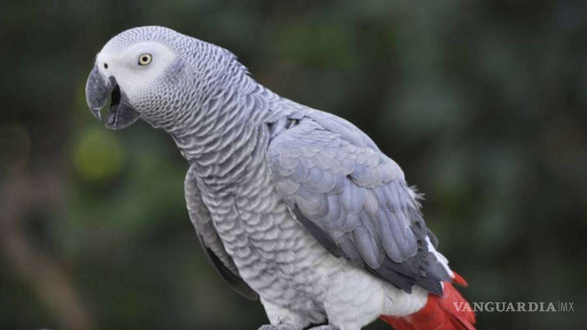 $!Decisiones de vida o muerte en la cumbre de protección de especies