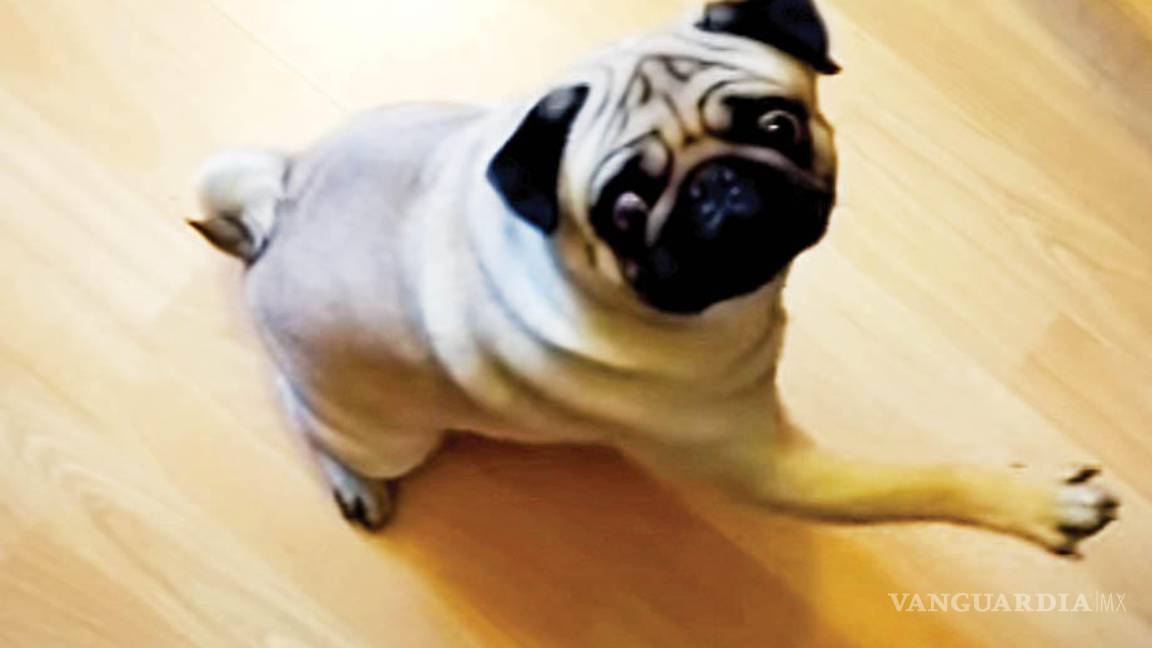 $!Hombre escocés enfrenta cargos por tener ‘perro nazi’