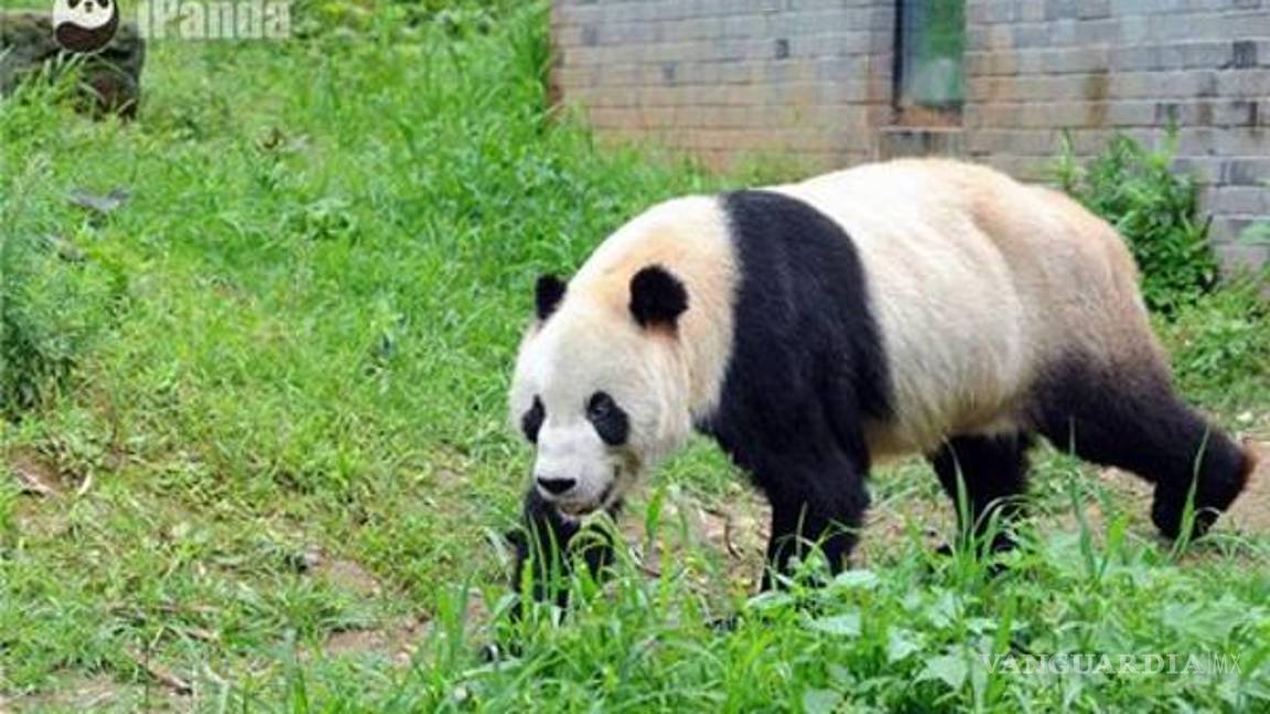 $!Murió Pan Pan, el oso panda más viejo del mundo