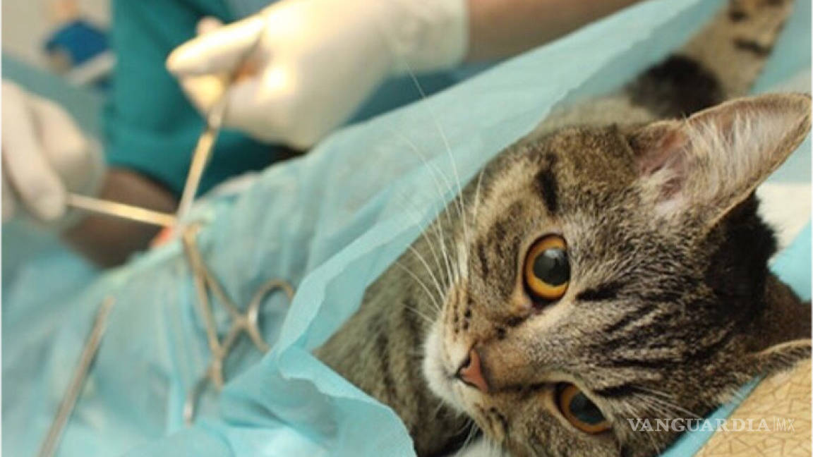 Un gato esterilizado: con siete vidas y más feliz