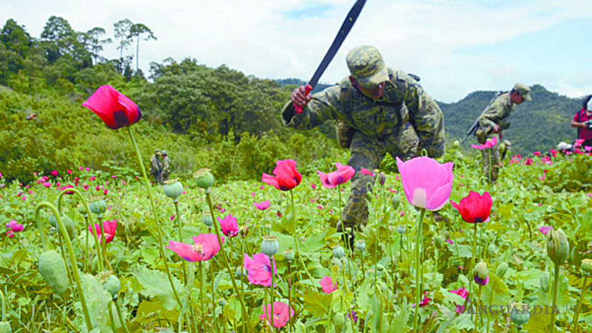 Hallan 8 plantíos de amapola en Chiapas