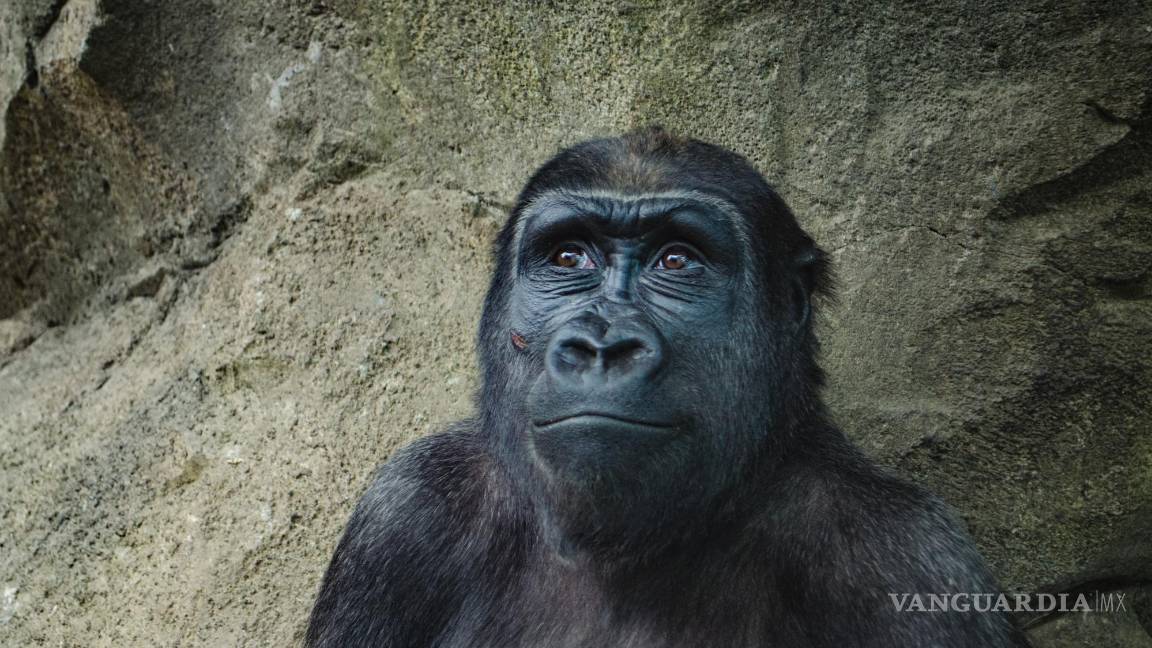 $!En 1200, San Francisco dio unas palabras sobre el respeto de los animales que, en ese momento, no fueron totalmente entendidas.