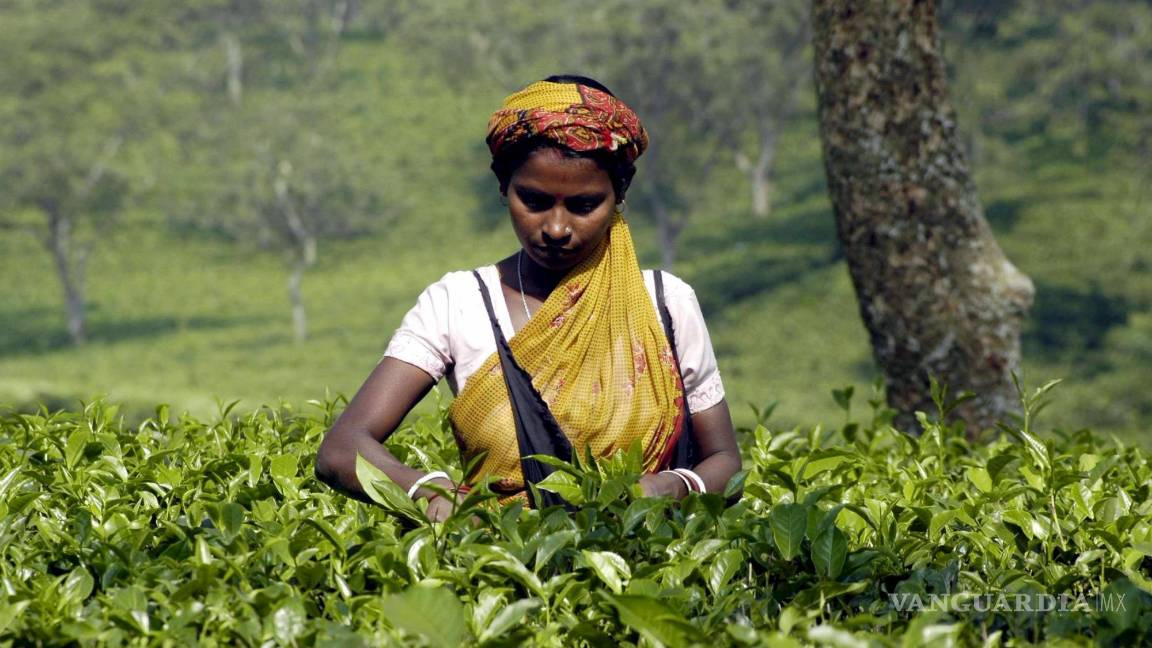 $!El té se cultiva, tanto en ambientes tropicales como subtropicales.