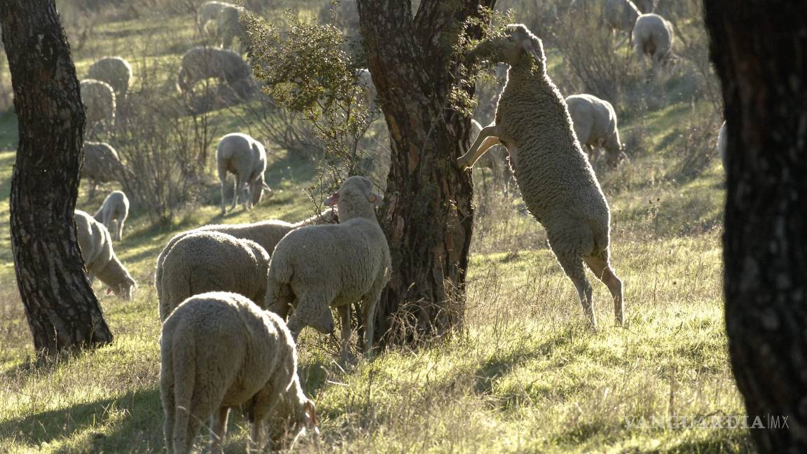 $!El lobo se ha hecho más sedentario con la proliferación de los pueblos, con el ganado doméstico al que empezó a atacar, dice Camps.
