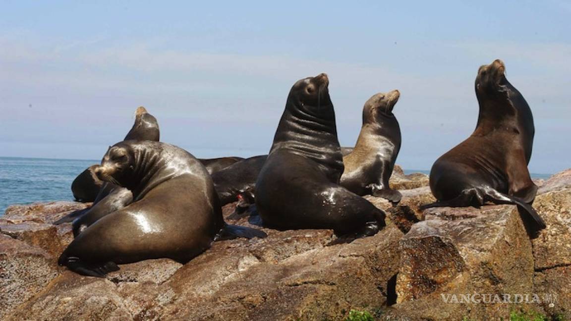 Regresan a Mazatlán lobos marinos después de 3 años