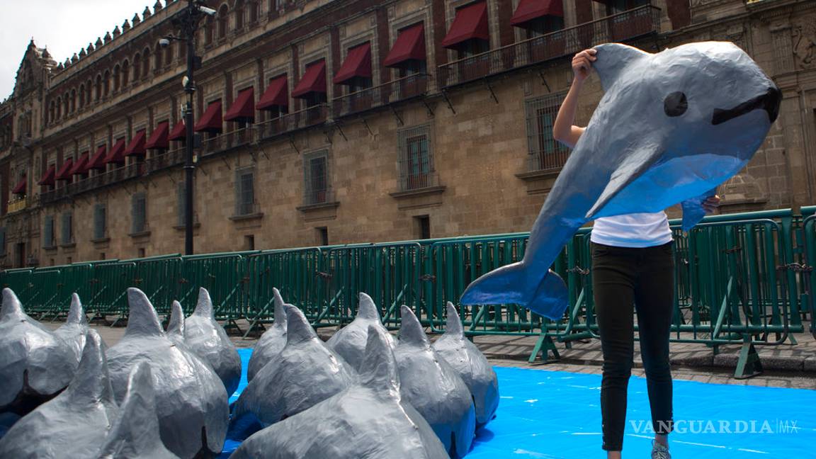 $!Juez veta pesqueras que usen red que mata a vaquitas marinas