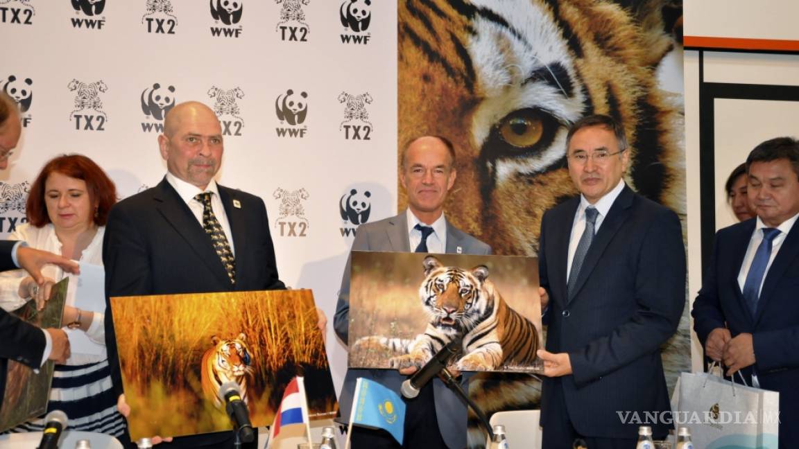 Tigre salvaje regresará a Kazajistán 70 años después