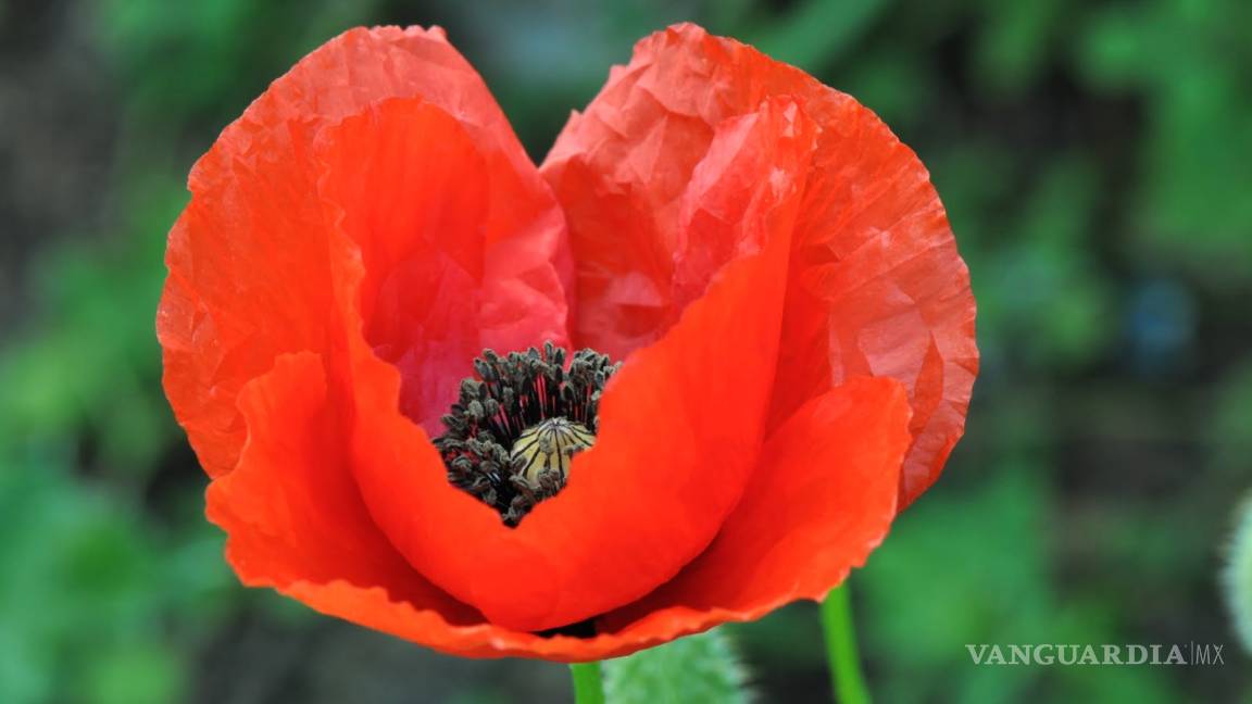 $!'Florecen' los cultivos de amapola en varias regiones del país