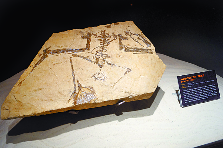 $!Reflejan en placas la riqueza paleontológica de Coahuila