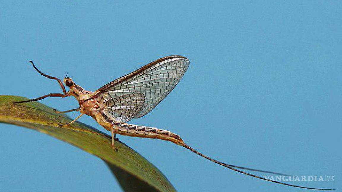 ¡Vivir un día! Este insecto vive tan solo 24 horas... y otros 9 animales con vidas increíblemente cortas