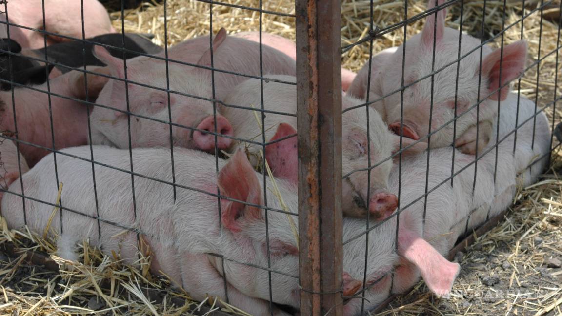 Encuentran nuevo virus en cerdos que podría infectar a humanos