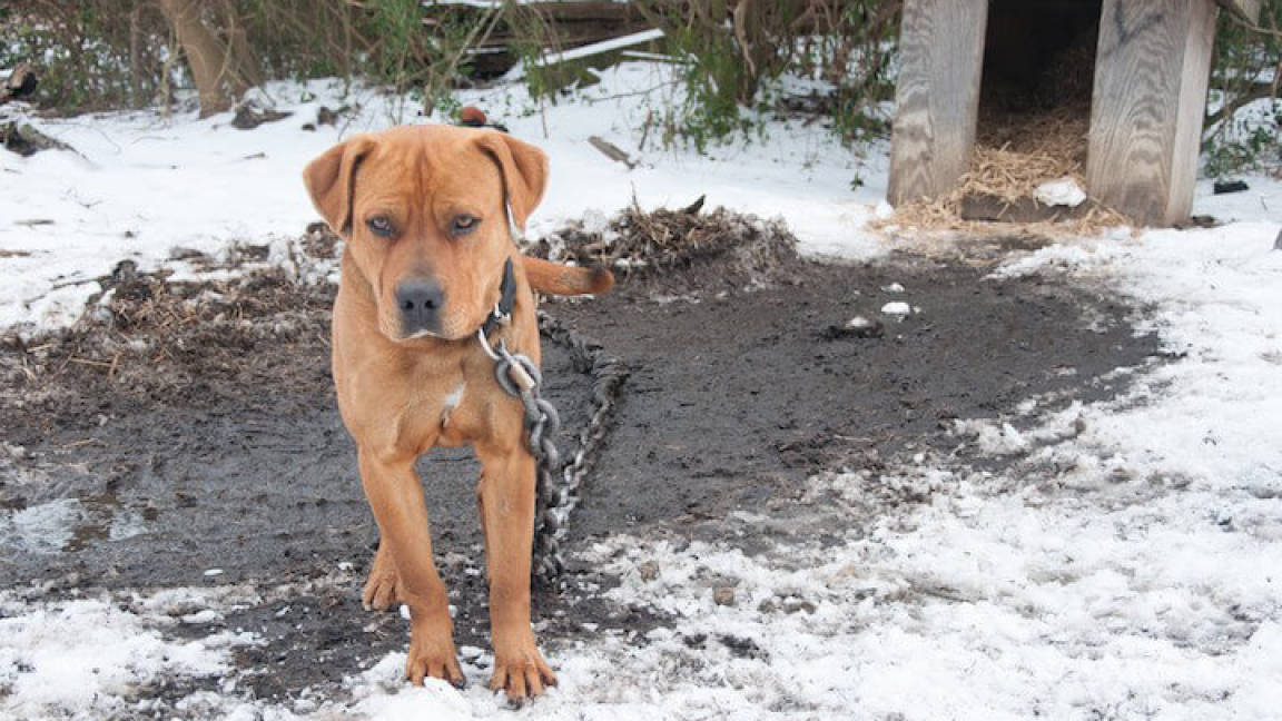 Por temperaturas congelantes animales de compañía sufren; los más vulnerables: perros de la calle