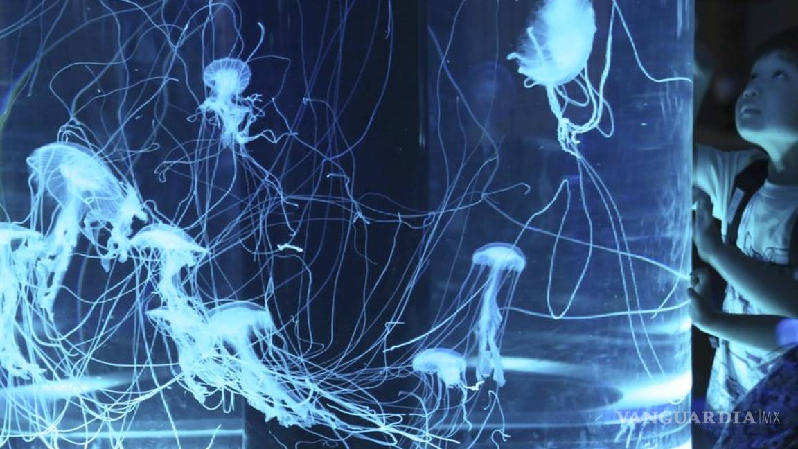 ¿Quieres salvar los océanos? Come medusa
