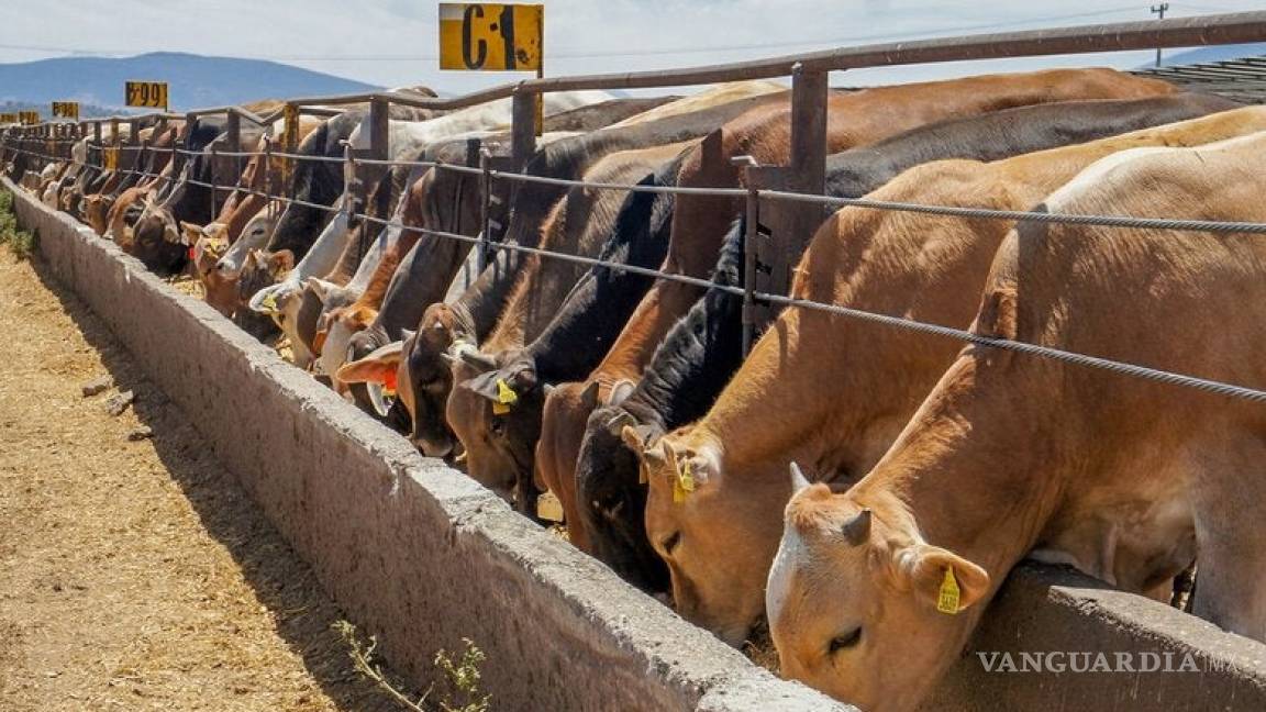Exigen en Coahuila frenar entrada de ganado de Sudamérica
