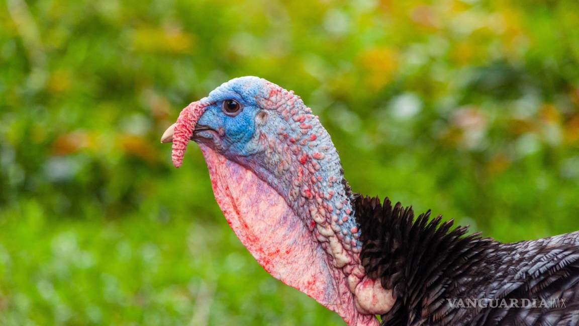 Guajolotes de ayer, pavos de hoy