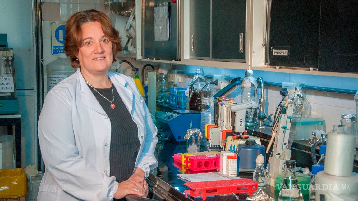 $!Descubren que los anticuerpos de las llamas neutralizan al COVID-19