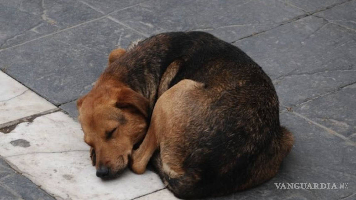 Siete perros fueron envenenados en Chilpancingo