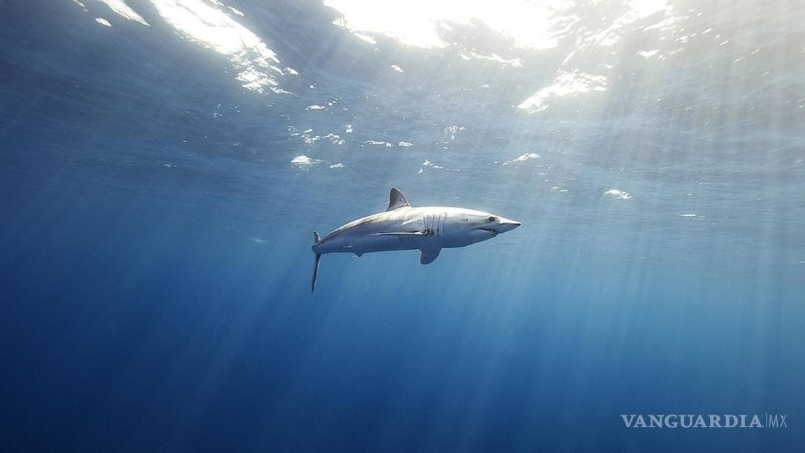 $!En México los tiburones valen más vivos que muertos