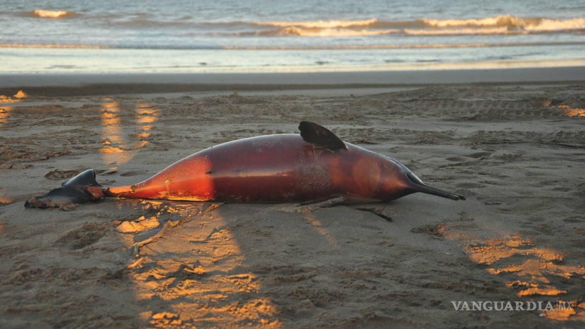 Aparecen más de 20 delfines muertos y con raras marcas en la costa Argentina