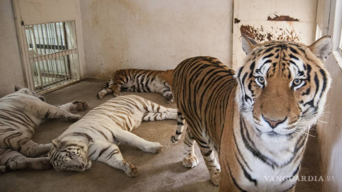 Animales del zoológico de Michoacán pueden morir por frío