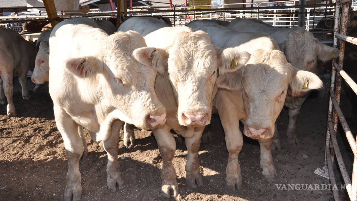 Libre de clembuterol ganado de Coahuila