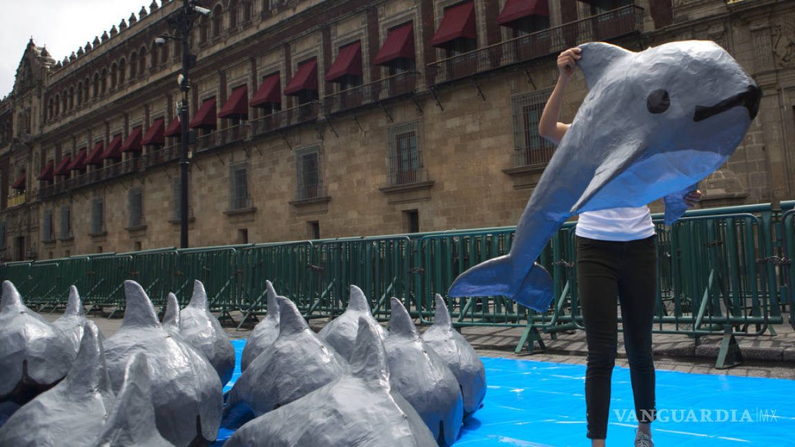 México: Científicos piden a presidente cuidar vaquita marina