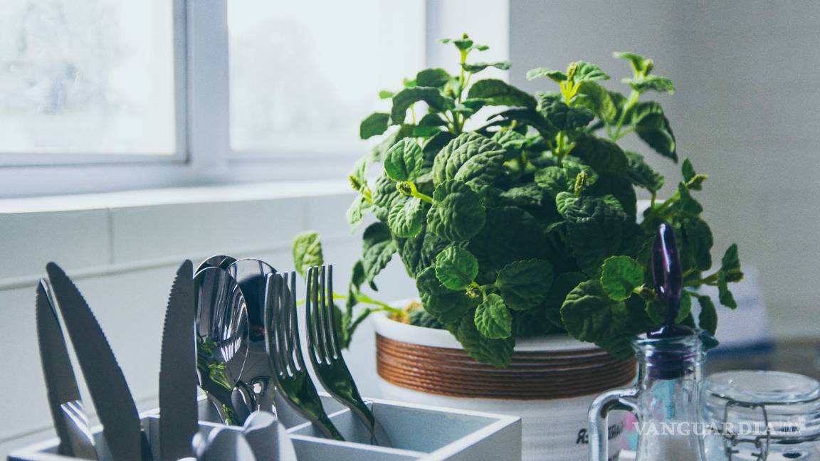 $!¡Duraderas y fáciles de cuidar! Las mejores plantas para decorar el baño, la cocina y hasta la recámara