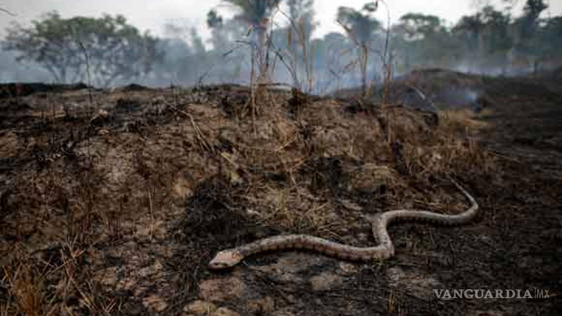 $!Empiezan a sofocar las llamas en la Amazonia