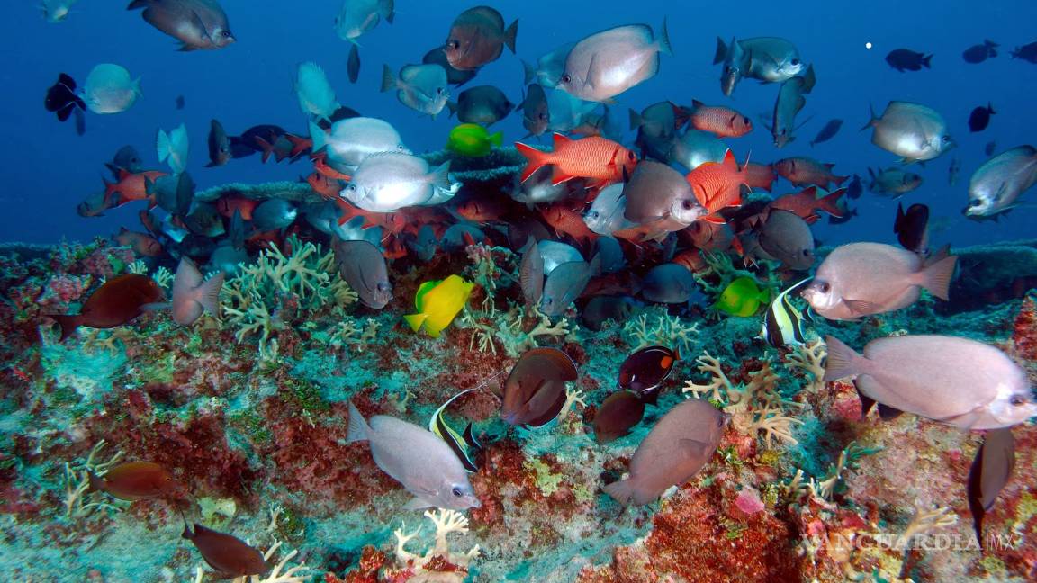 $!Obama crea la región protegida más grande del mundo en Hawaii