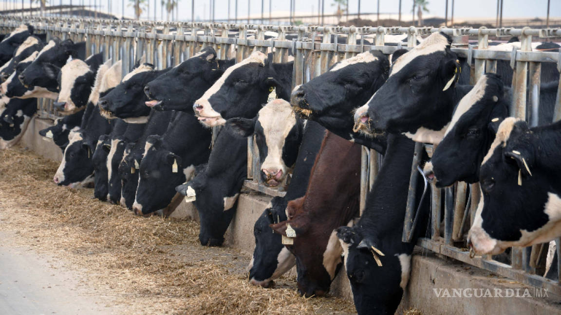 La escasez de popó animal y el daño que eso le hace a la Tierra