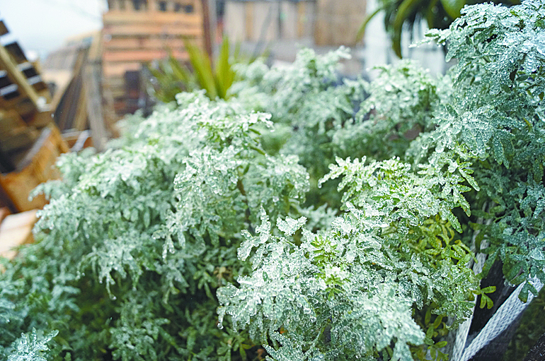 $!#Yoenlanieve, turistas y diversión en Arteaga