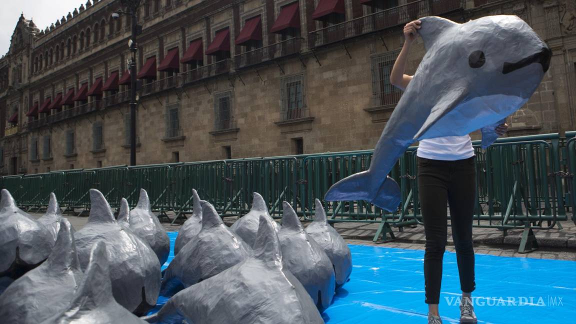 Sea Shepherd estima que solo quedan 8 vaquitas marinas en México