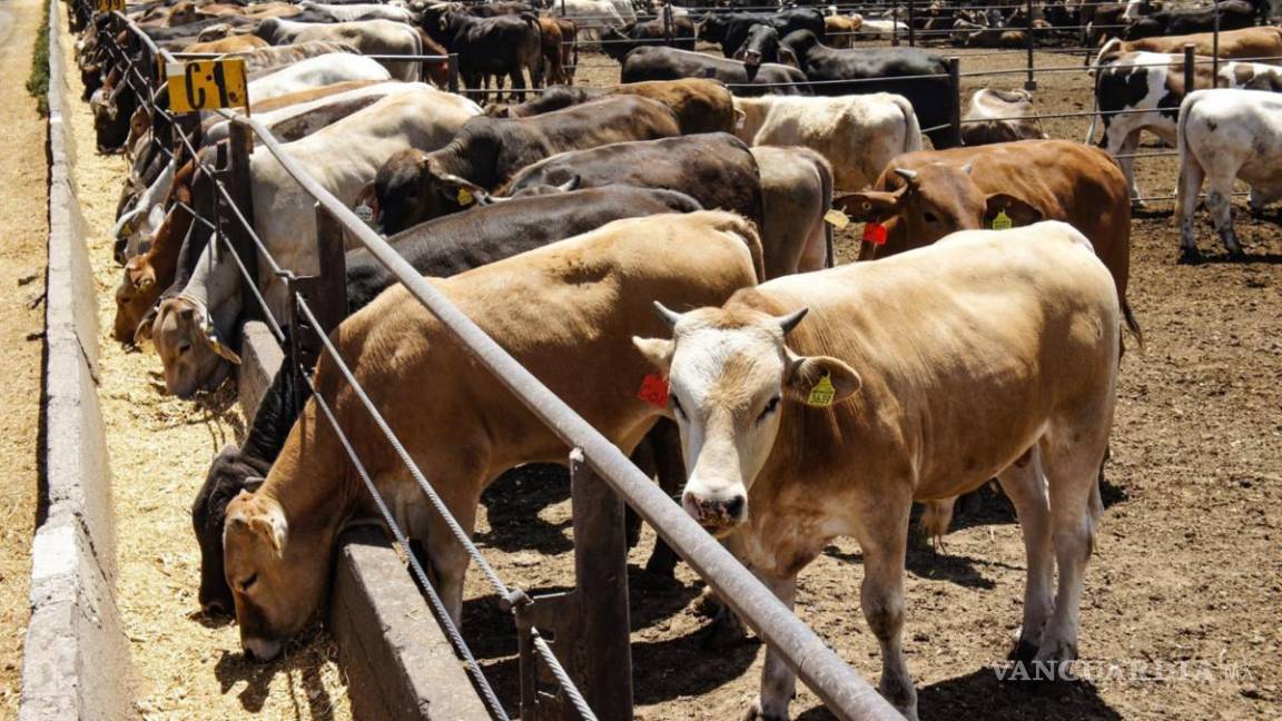 Nueva regulación en Estados Unidos para exportar ganado preocupa a productores de Coahuila