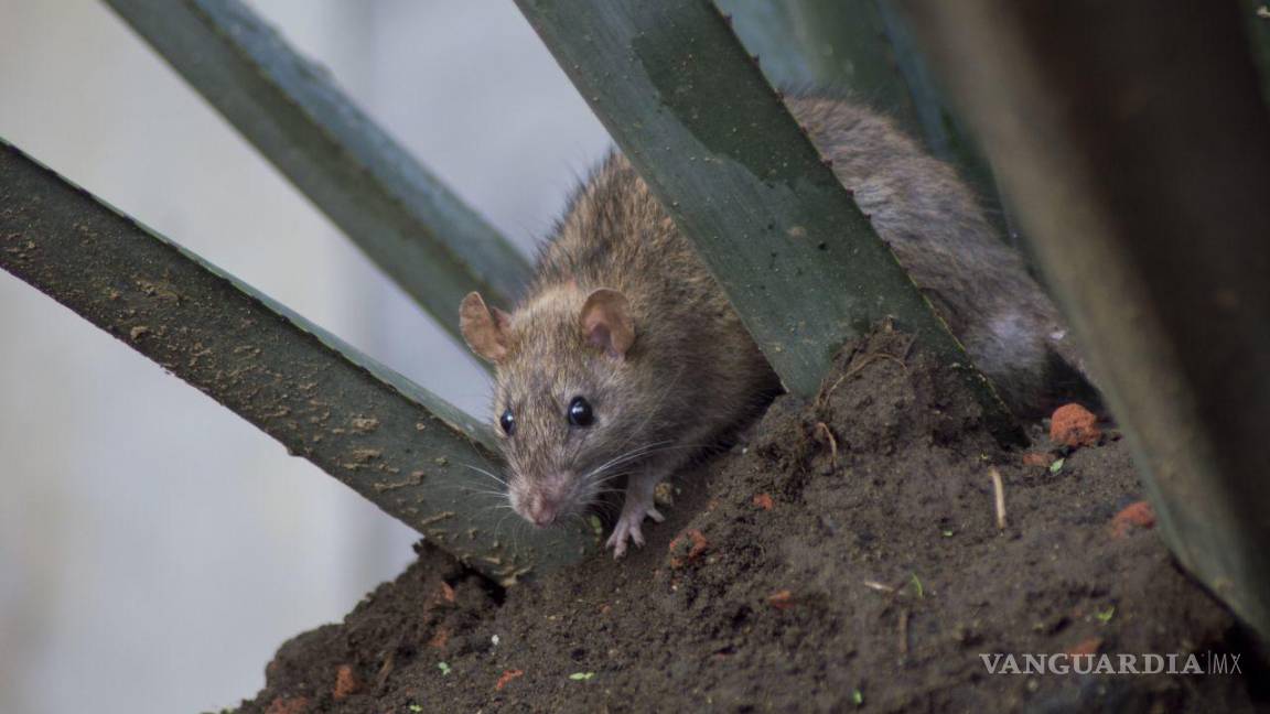 Nuevo León: Autoridades investigan muerte de menor; habría sido mordida por ratas