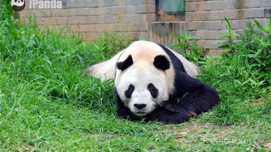 Murió Pan Pan, el oso panda más viejo del mundo