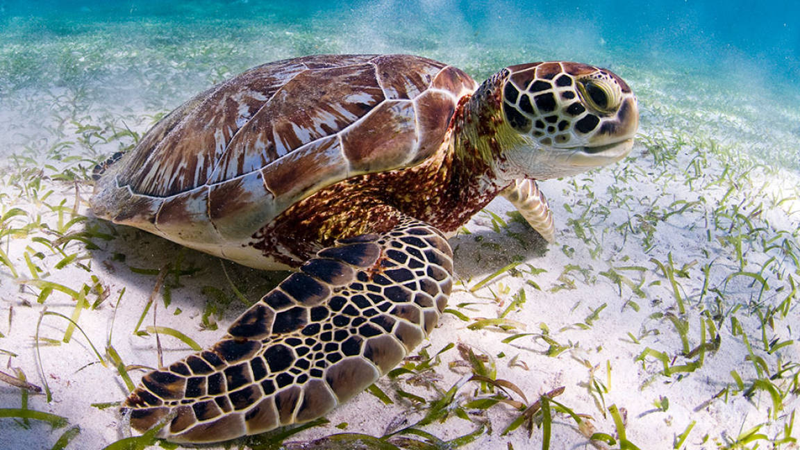 Tortugas marinas confunden el olor del plástico con el de la comida