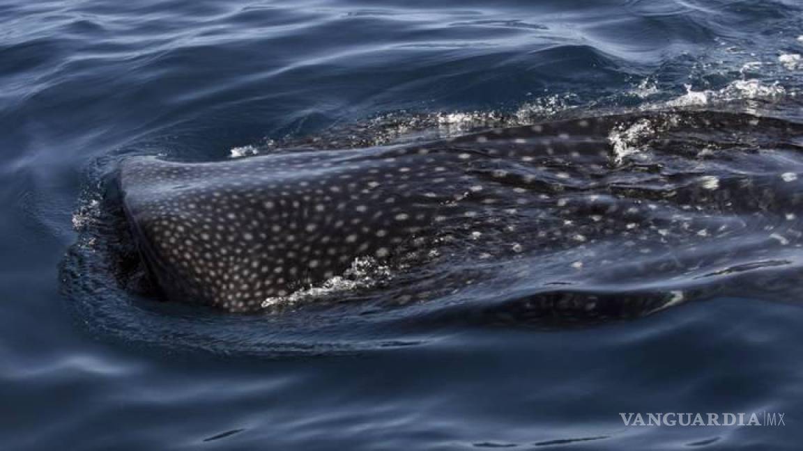 Nadan con tiburones ballena en Baja California Sur