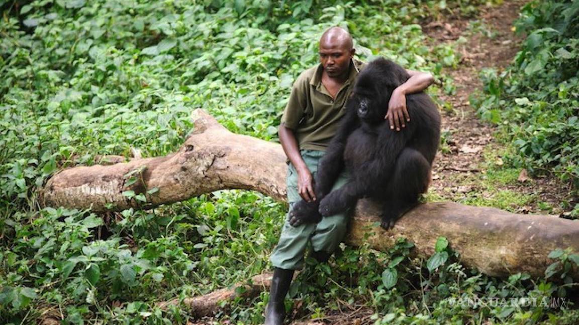Así es el dolor de un gorila que acaba de perder a su madre (foto)