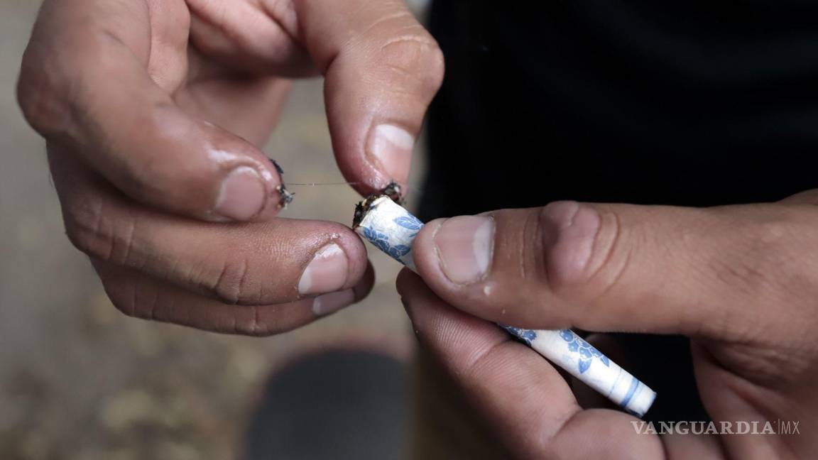Mariguana, la nueva ‘droga de inicio’ en Saltillo; supera al alcohol y tabaco