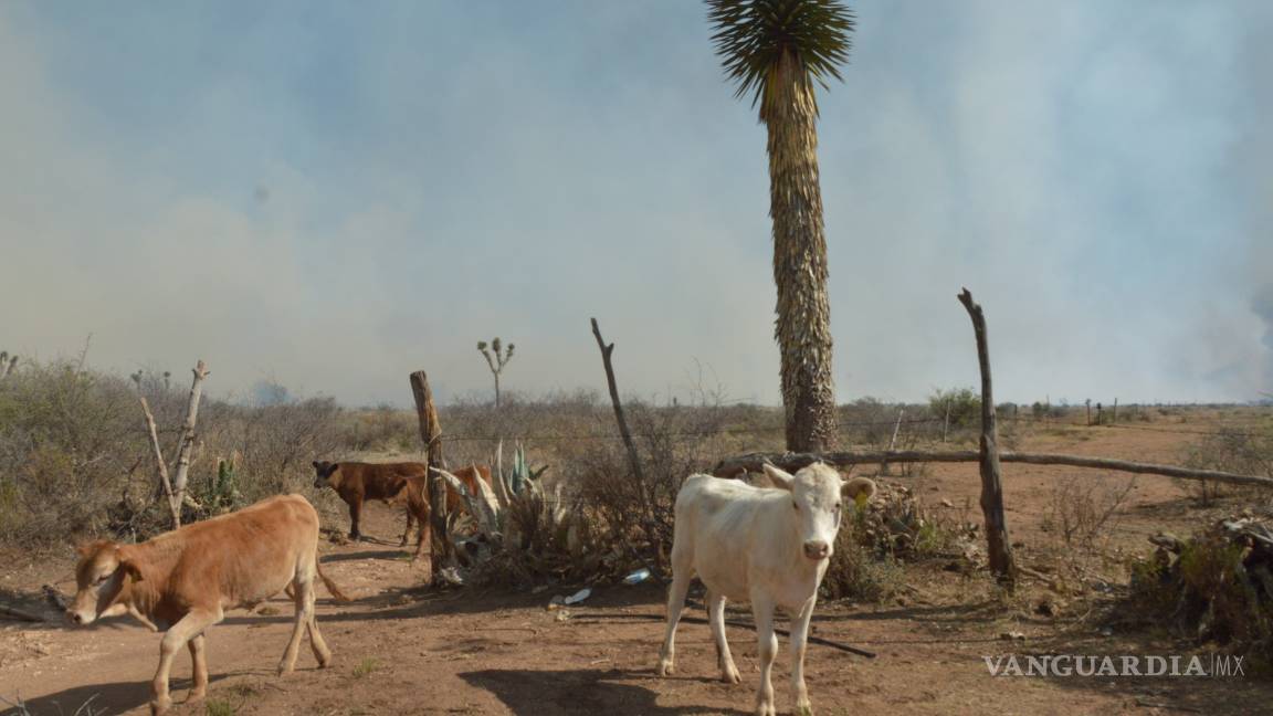 $!Combaten 100 brigadistas incendio forestal al sur de Saltillo