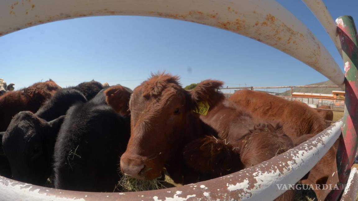 En riesgo la acreditación para exportar ganado de Coahuila a EU