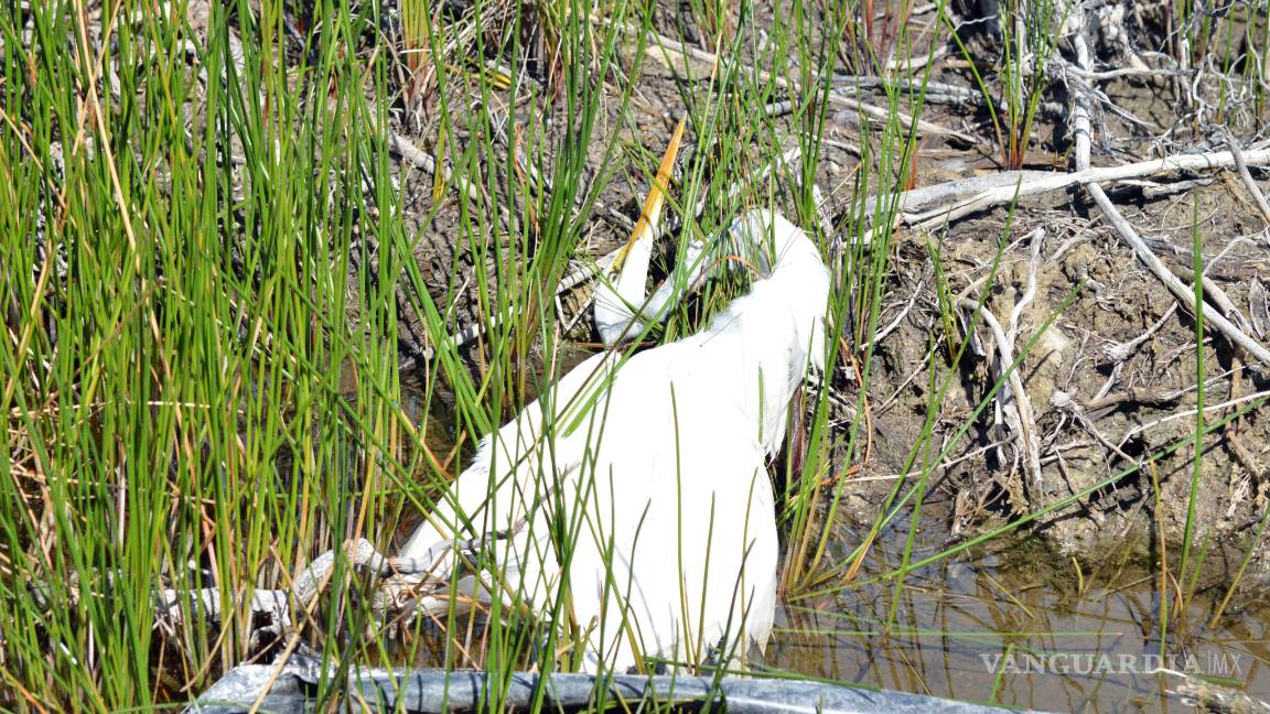 $!Norte de Quintana Roo perdió 55% de superficie de manglar en 40 años