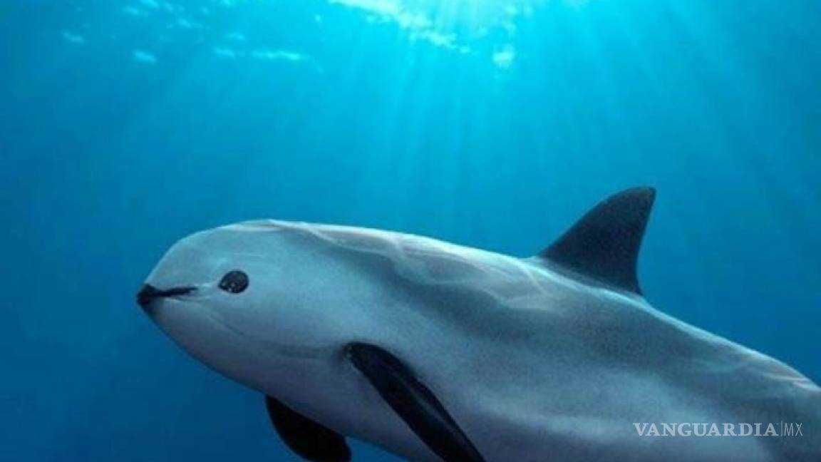 Pide WWF con 220 mil firmas salvar a la vaquita marina