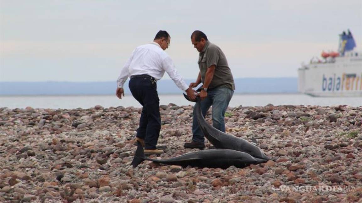 Mueren 20 delfines al quedar varados en Baja California Sur
