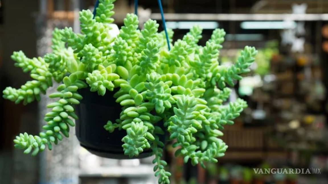$!Entre cactus y suculentas, las plantas ideales para dar vida a tu hogar