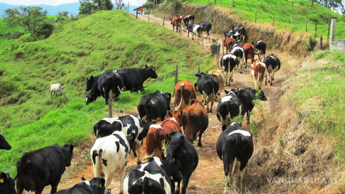 Productores mexicanos de leche esperan nuevas políticas sin privilegios para lácteos importados