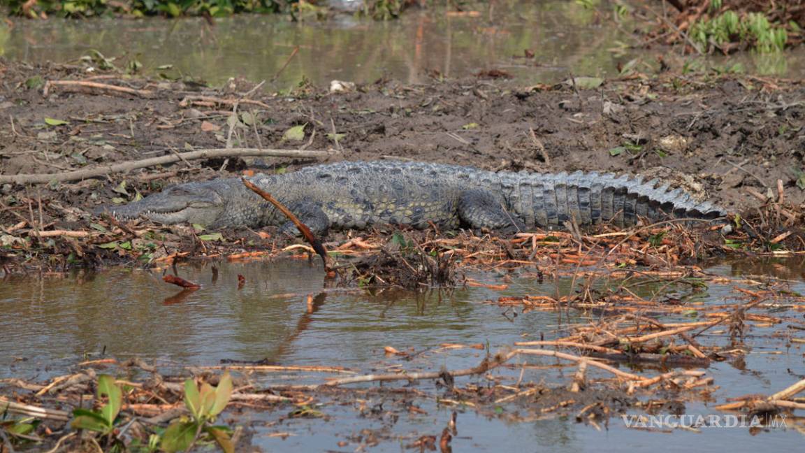 $!Semarnat lamenta situación de Tajamar, pero el proyecto ya no se puede echar atrás